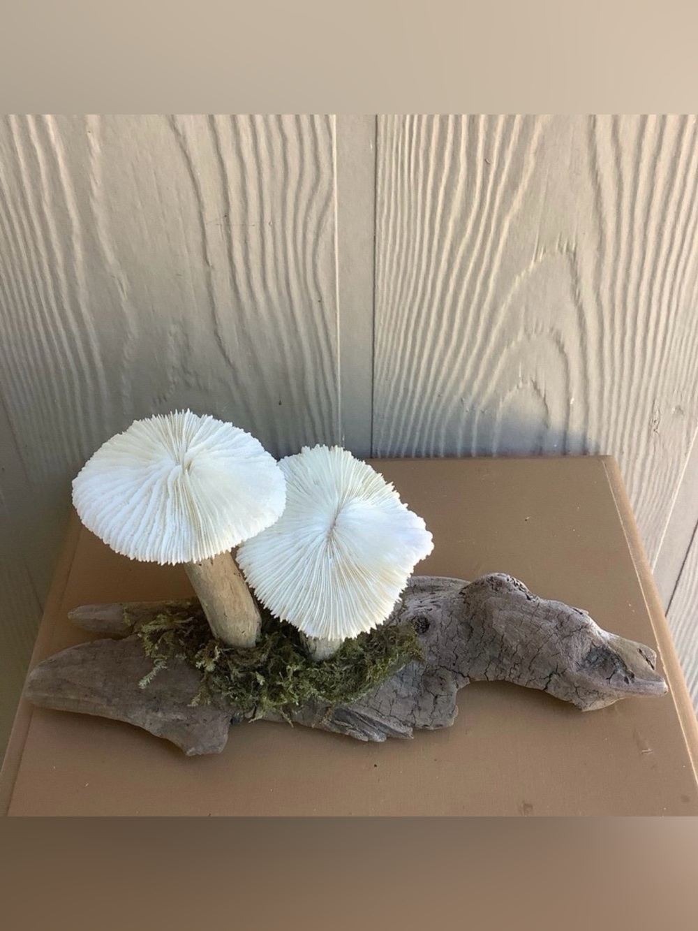 Driftwood Art, Driftwood and Coral Mushrooms, Mushroom Art, Coastal Art - Picture 3 of 8